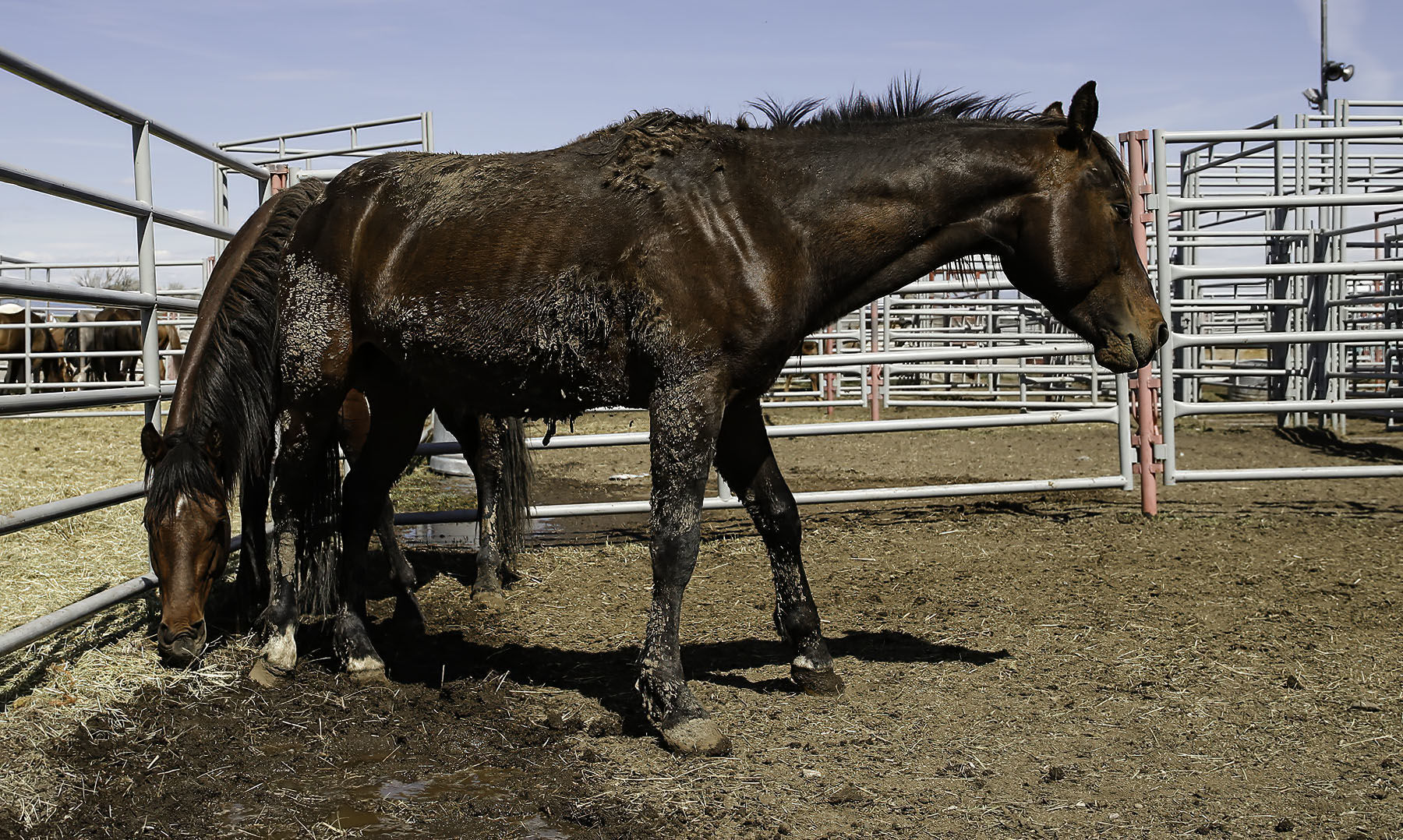 Seized horses